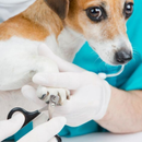 Cortador de Unha de Aço Inoxidável para Cão / Gato de Estimação